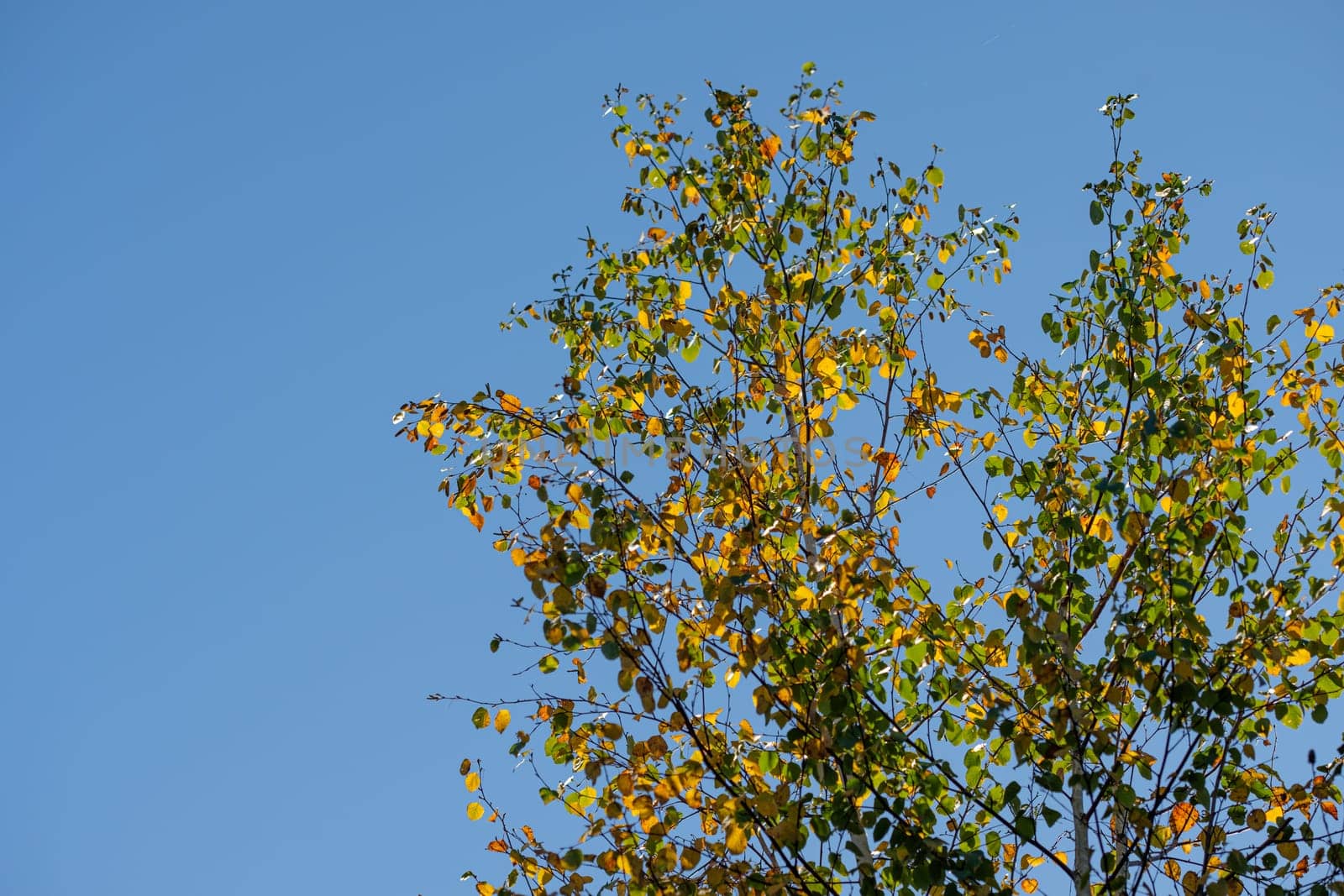 Birch tree twigs in yellow autumn colours with blue sky outdoor