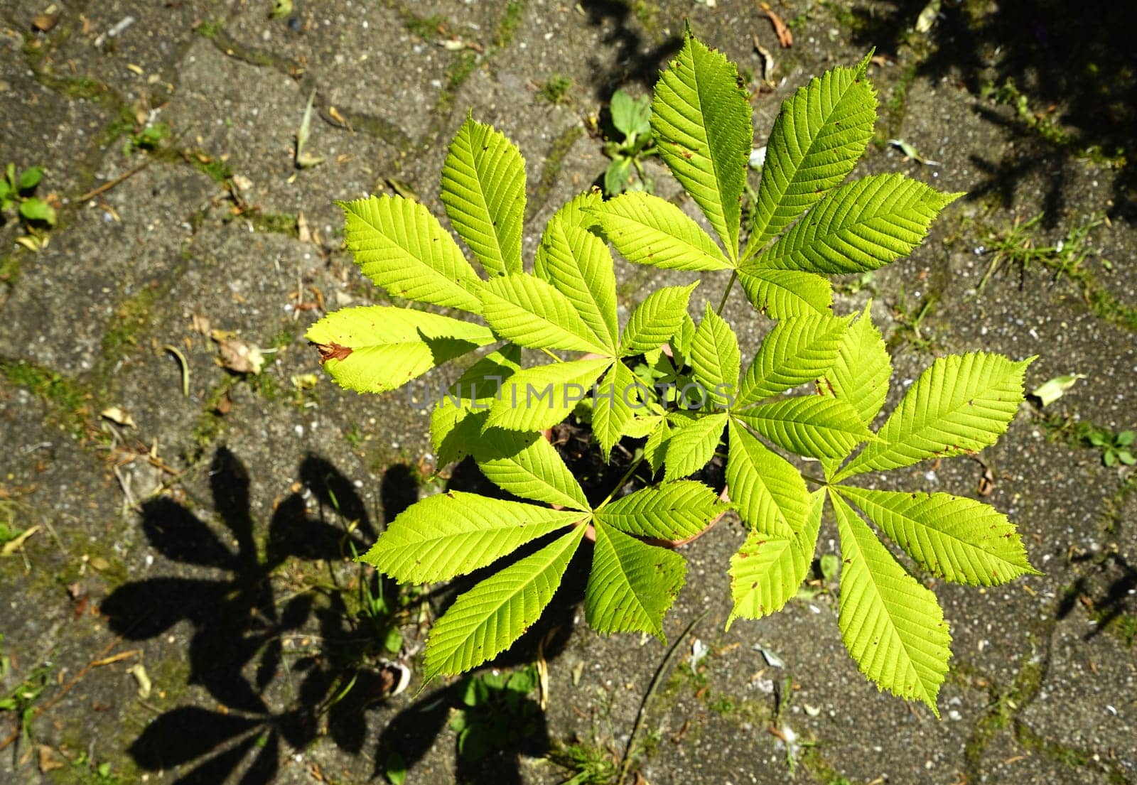 Chestnut in a pot in July