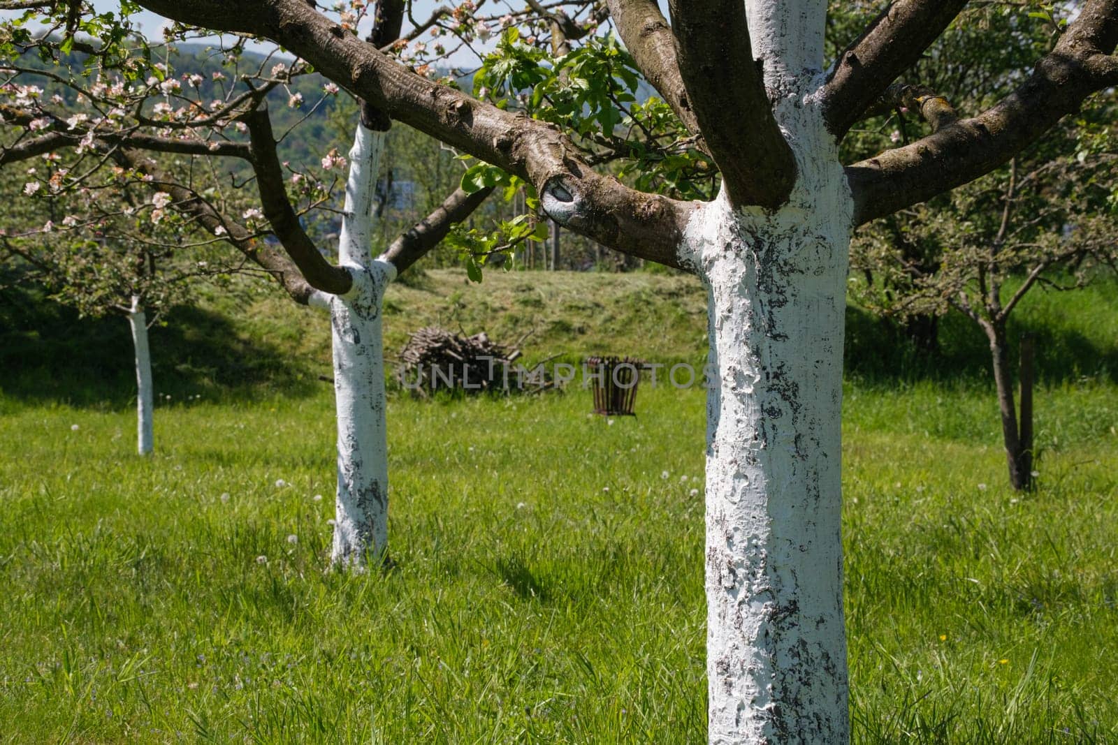 White painted trunk of apple trees in a row as shelter from frost damage