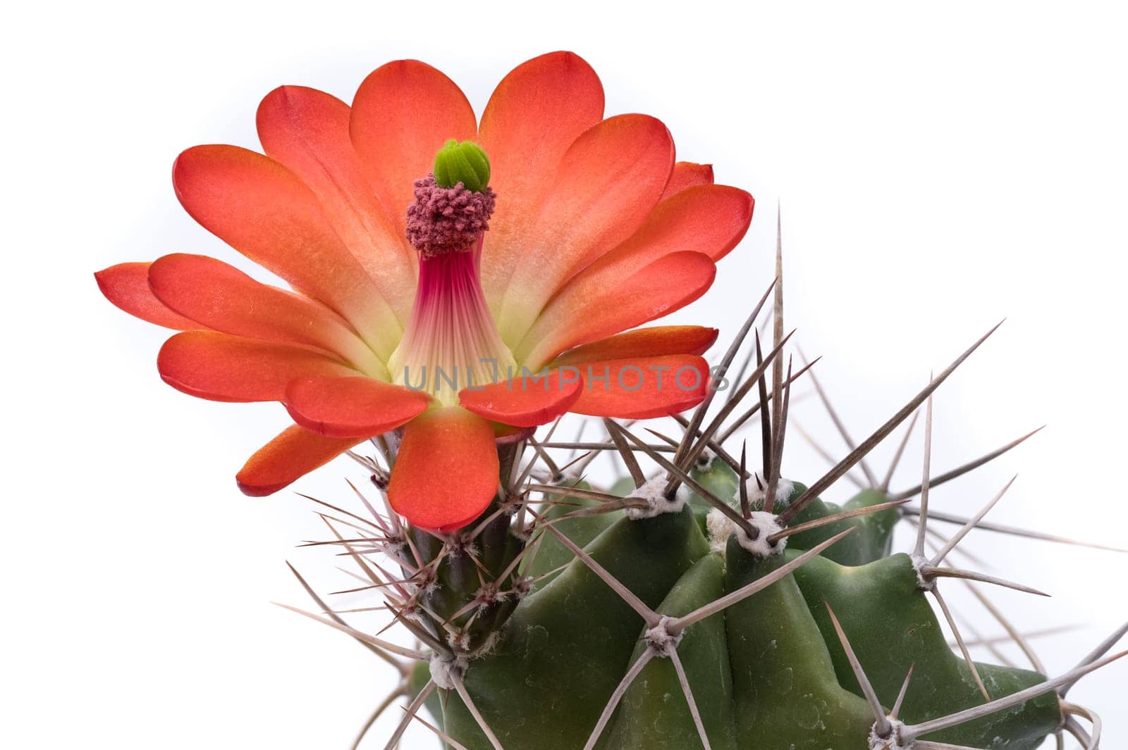 Red flower of a cactus (Echinocereus reichenbacii) close-up white isolated