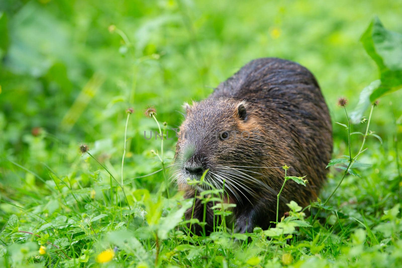 Nutria river rat, coypu herbivorous, semiaquatic rodent member of the family Myocastoridae on the meadow, baby animals, habitant wetlands