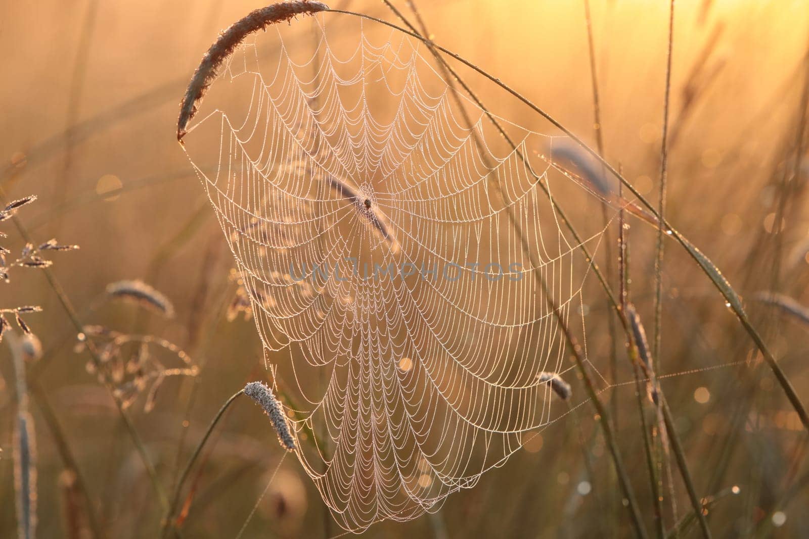 Spider web on a meadow during sunrise