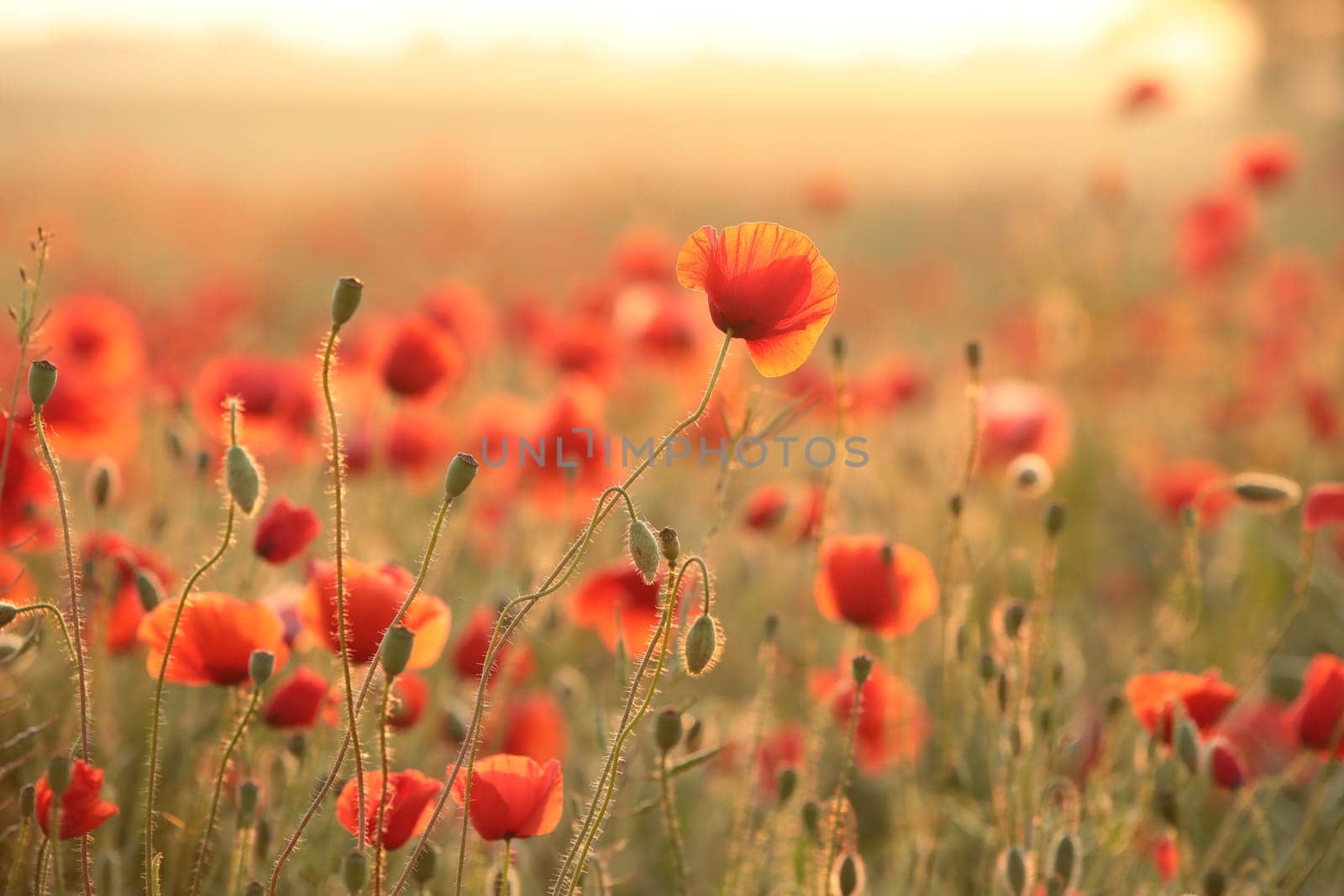 Poppies in the field at sunset