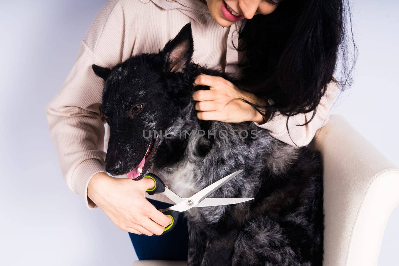 Pet groomer grooming mudi dog in studio. Professional animal hygiene and healtcare service