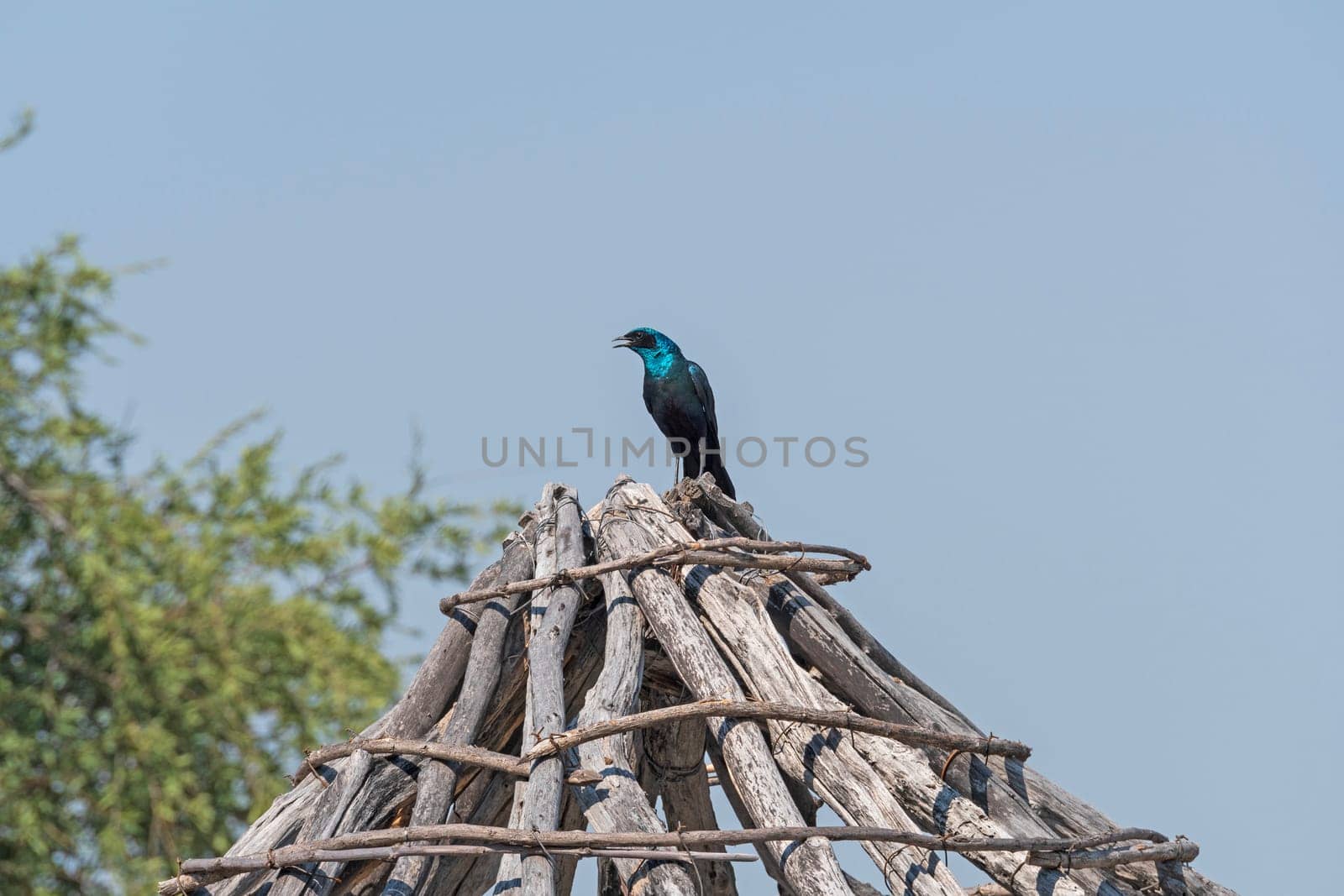 Southern Long Tailed Starling on a Village Building in the Okavango Delta in Botswana
