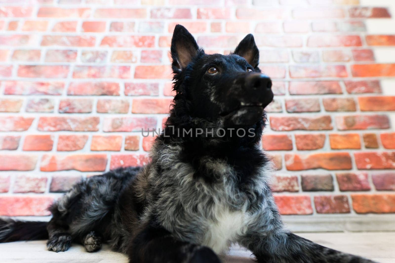 Mudi shepherd in front of a brick and white background