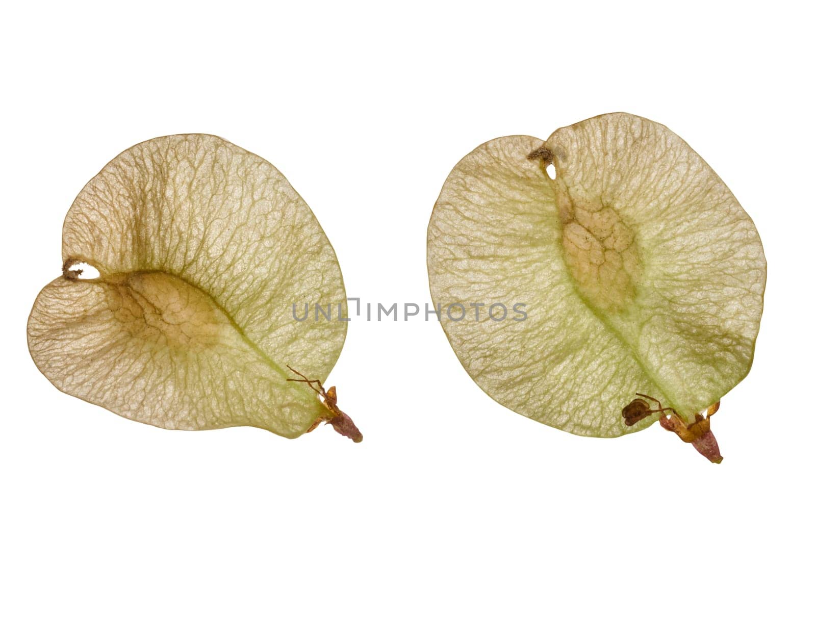 Elm seeds on isolated background, close up
