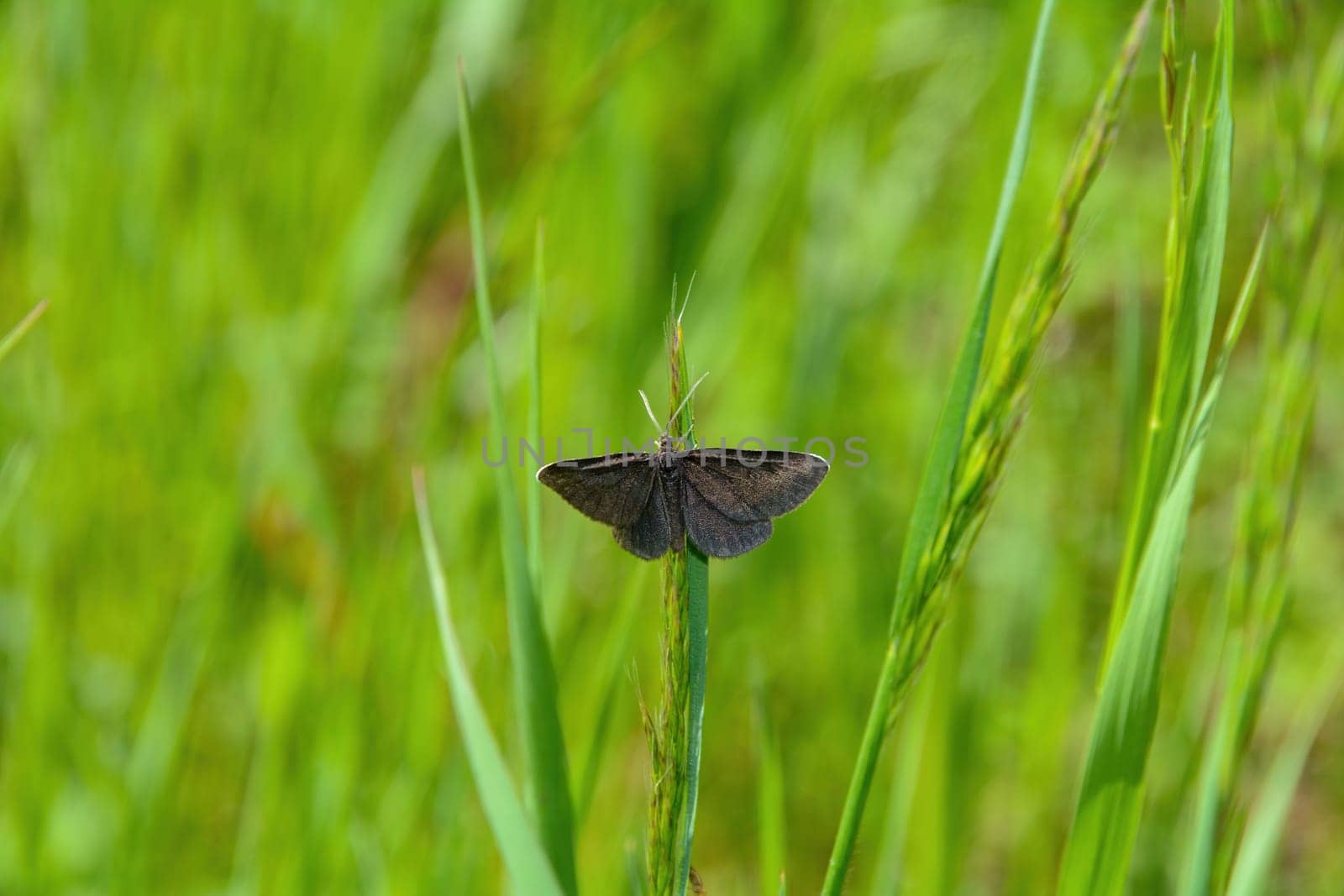Black Moth (Odezia atrata) on green grass