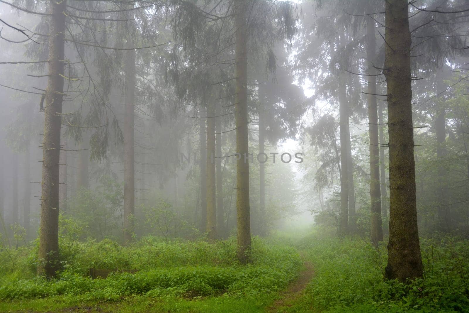 Thick fog in a green forest