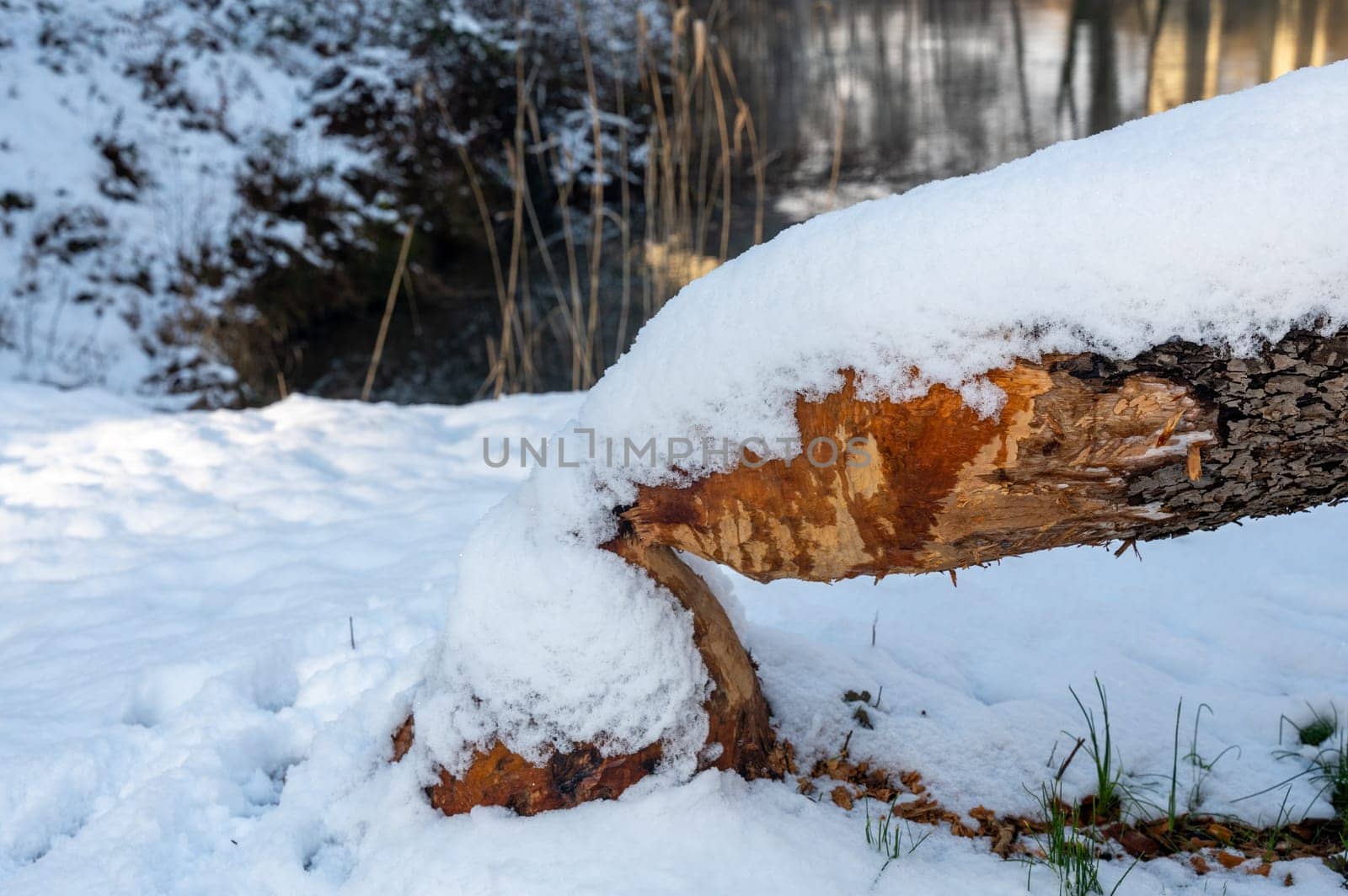 Tree gnawed and fallen by beavers covered with snow in winter time
