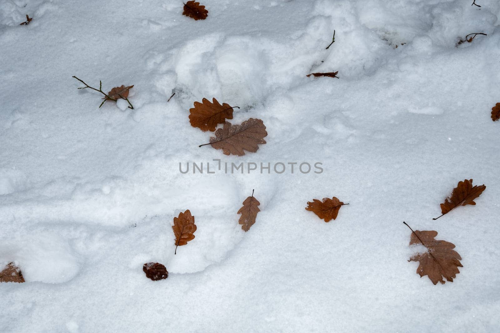 Many brown autumn leaves lie on white snow