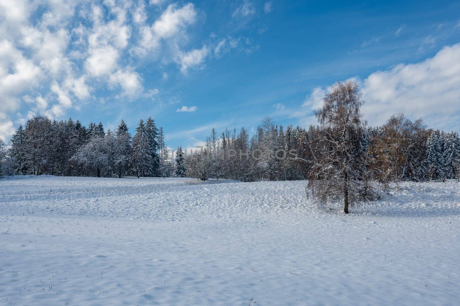 Trees in winter, with lots of snow, blue skies and clouds