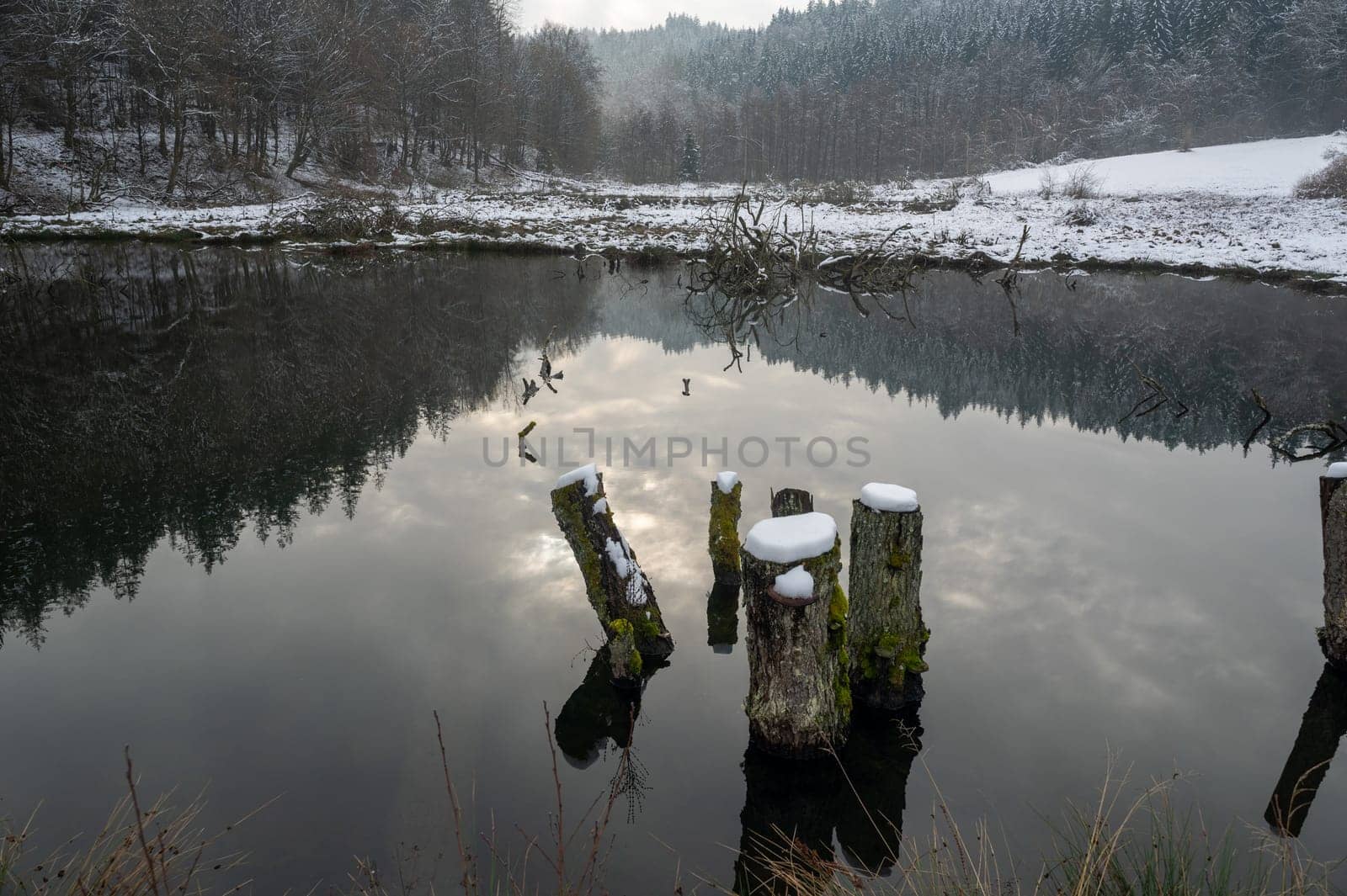 A small lake with some tree trunks in the water, with forest and reflections in the water, with snow in winter