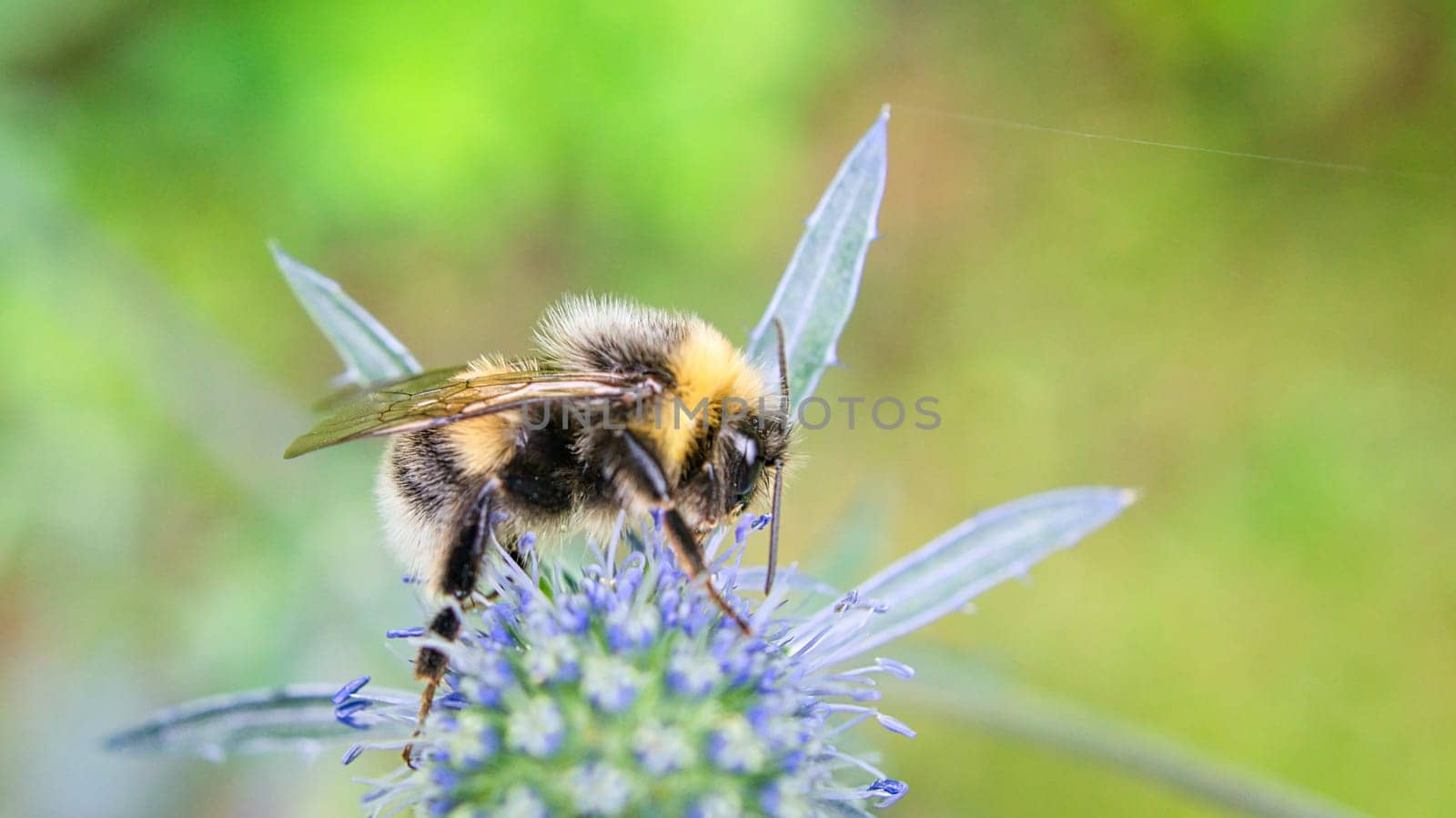 Bumblebee on a flower collecting nectar. Insect on a flower with pollen in nature. Animal photo