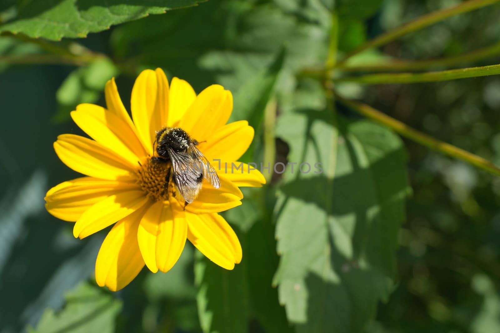 Bumblebee on a flower collecting nectar. Insect on a flower with pollen in nature. Animal photo