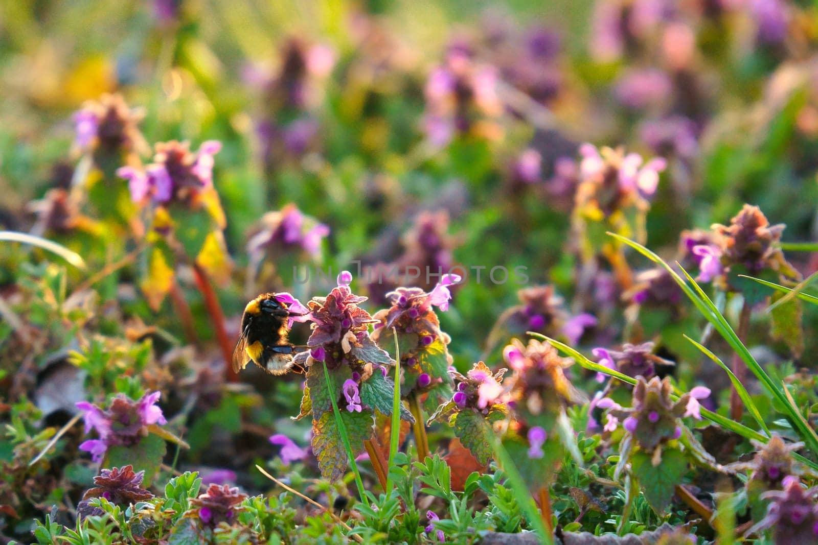 Bumblebee in a meadow illuminated by sunlight to collect nectar. Sunset with warm light. Insect pollinating pollen in nature. Animal photo
