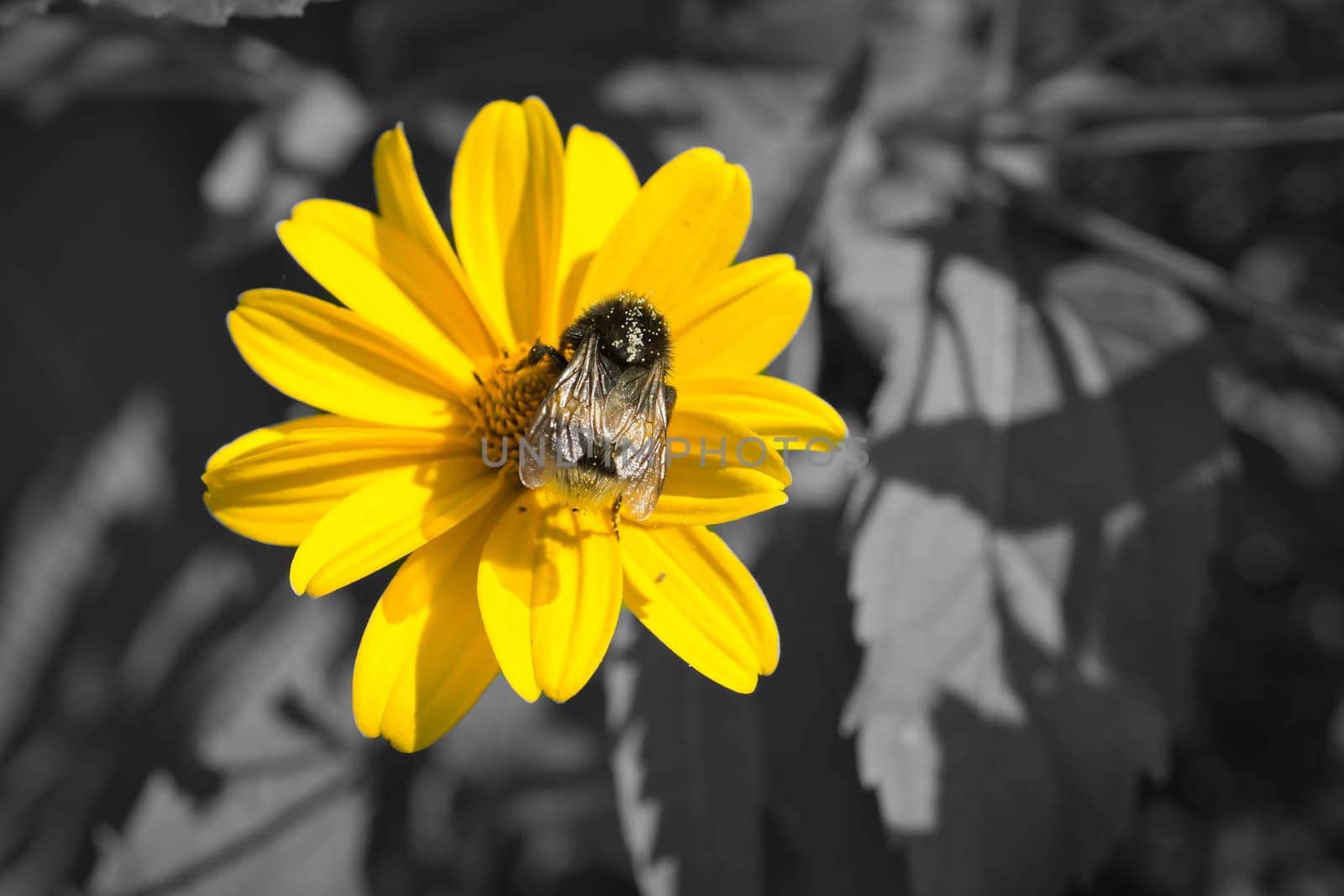 Bumblebee on a flower in color, the rest black and white, collecting nectar. Insect on a flower with pollen in nature. Animal photo