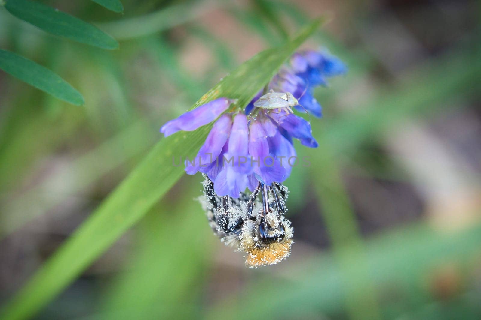 Bumblebee on a flower to collect nectar. Insect pollinating pollen in nature. Animal photo