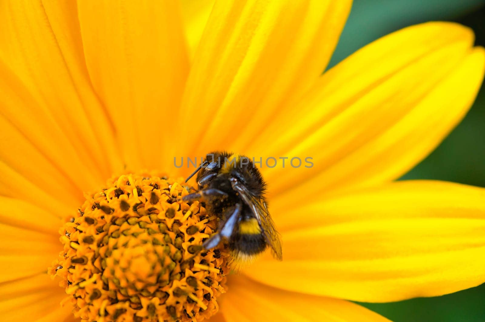 Bumblebee on a flower collecting nectar. Insect on a flower with pollen in nature. Animal photo