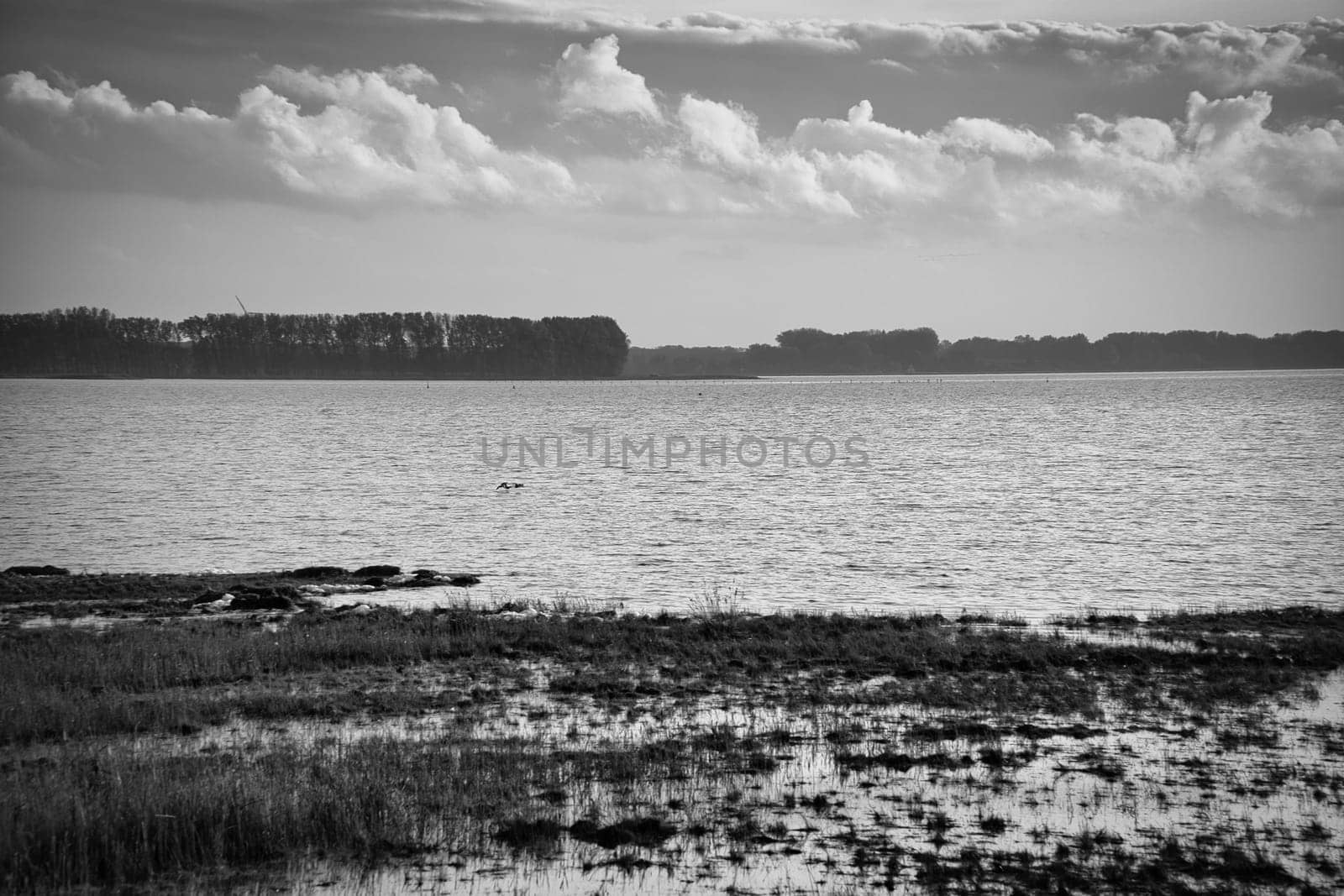 Black and white photo of the Bodden in Zingst on the Baltic Sea peninsula. Bodden landscape with meadows. Nature reserve on the coast. Landscape photograph