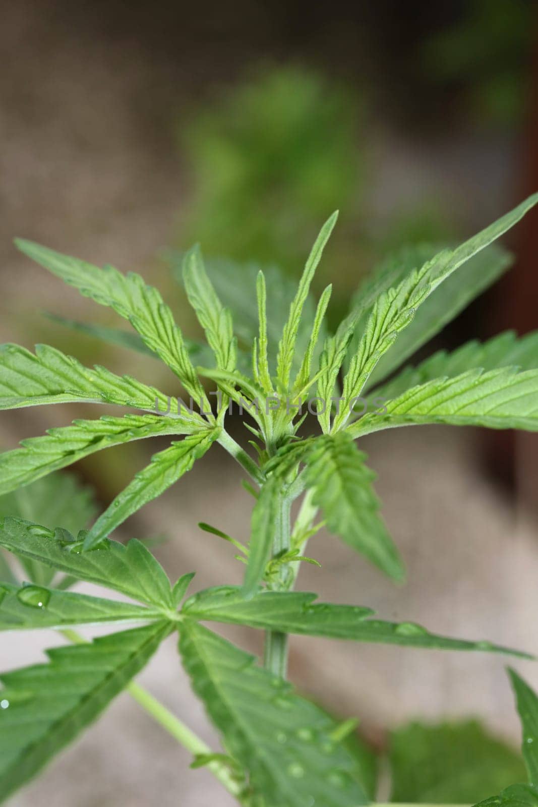 Cannabis first leaves close up modern high quality print medical marihuana super lemon haze family cannabaceae big size instant stock photography