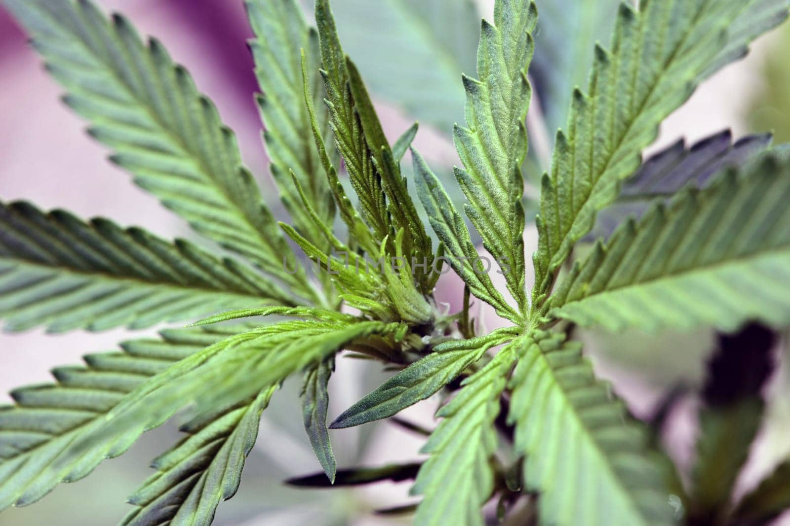 Cannabis first leaves close up modern high quality print medical marihuana super lemon haze family cannabaceae big size instant stock photography