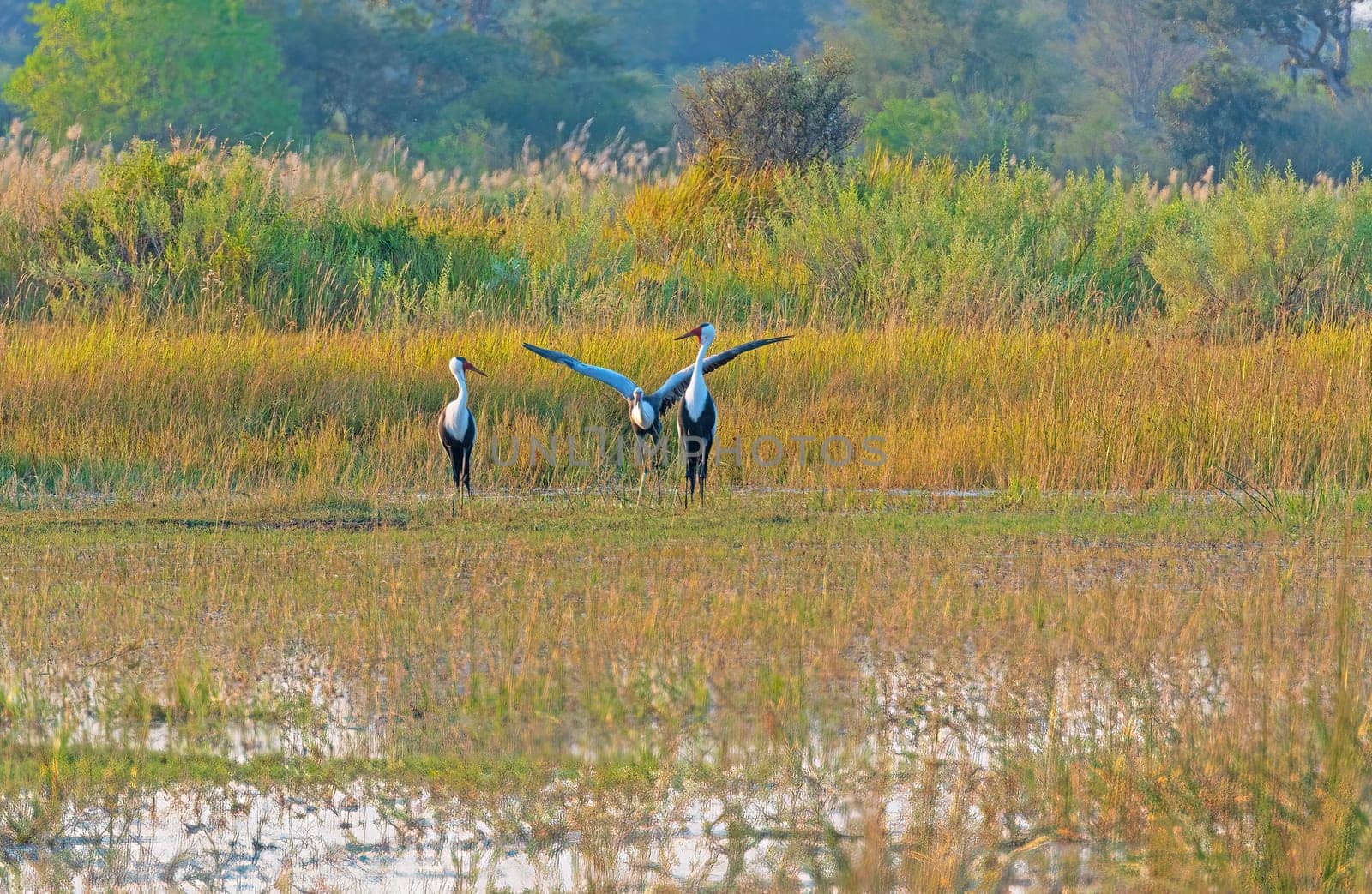 Wattled Cranes Feeding and Displaying in a Wetland in the Okavango Delta in Botswana