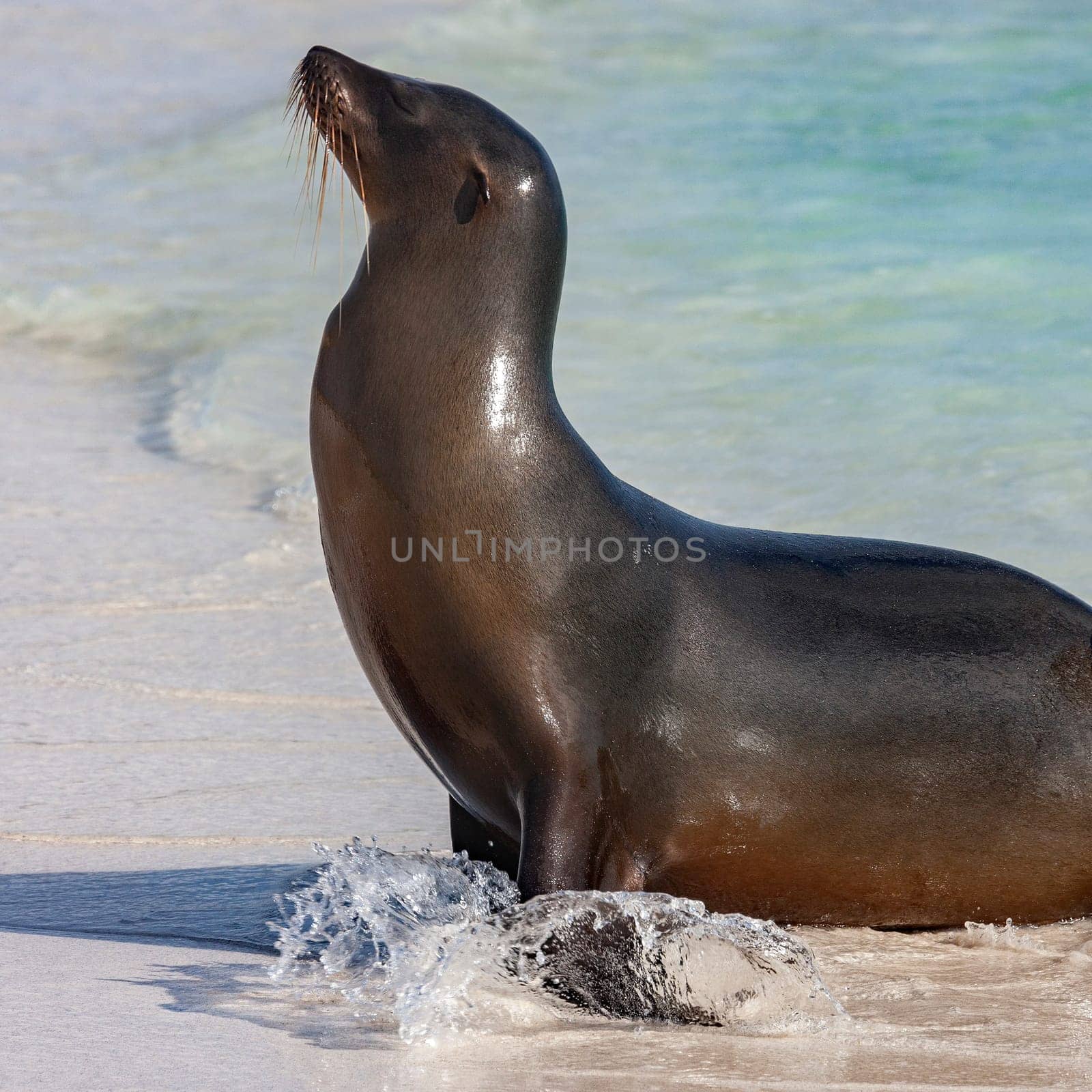 Galapagos Sea Lion (Zalophus wollebaeki) is a species of sea lion that breeds on the Galapagos Islands and, in smaller numbers, on Isla de la Plata off the coast of Ecuador.
