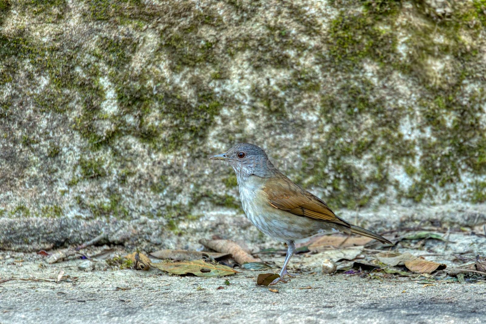 Pale-breasted thrush (Turdus leucomelas) is a species of bird in the family Turdidae. Minca, Sierra Nevada de Santa Marta Magdalena department. Wildlife and birdwatching in Colombia.