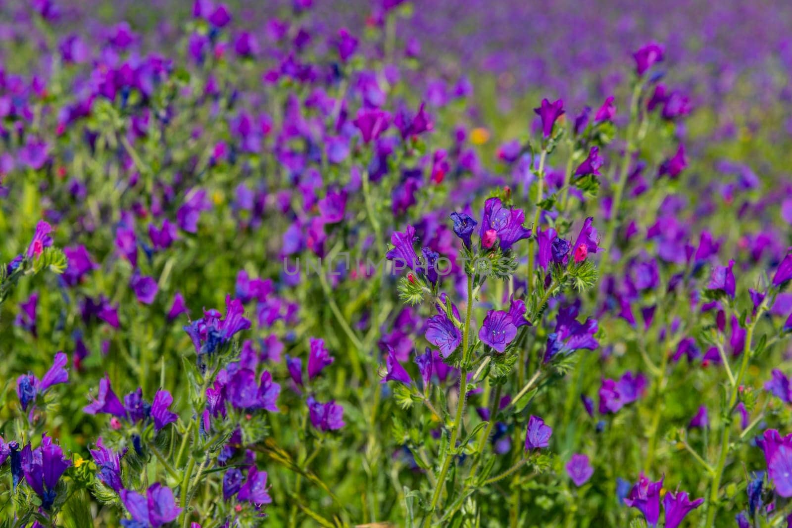 Viborera (Echium vulgare). Purple flowers in a field outside Granada, Andalucia, Spain