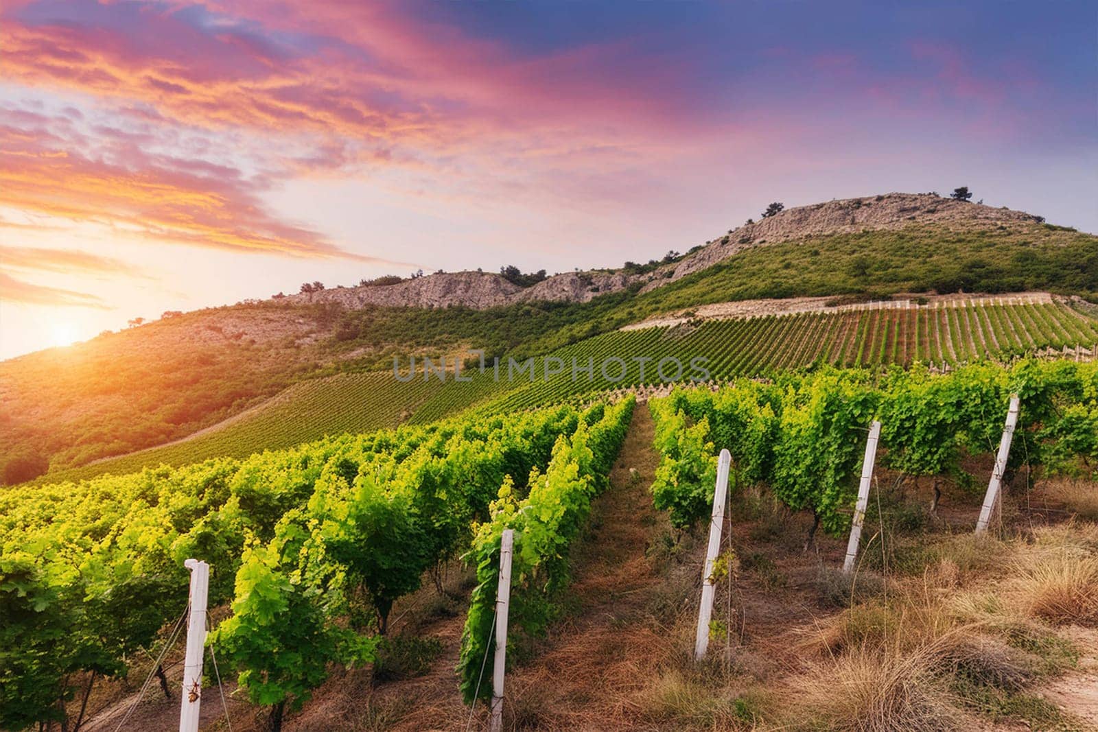 Twilight Grape Terraces: Lush Vines on Rolling Hills.