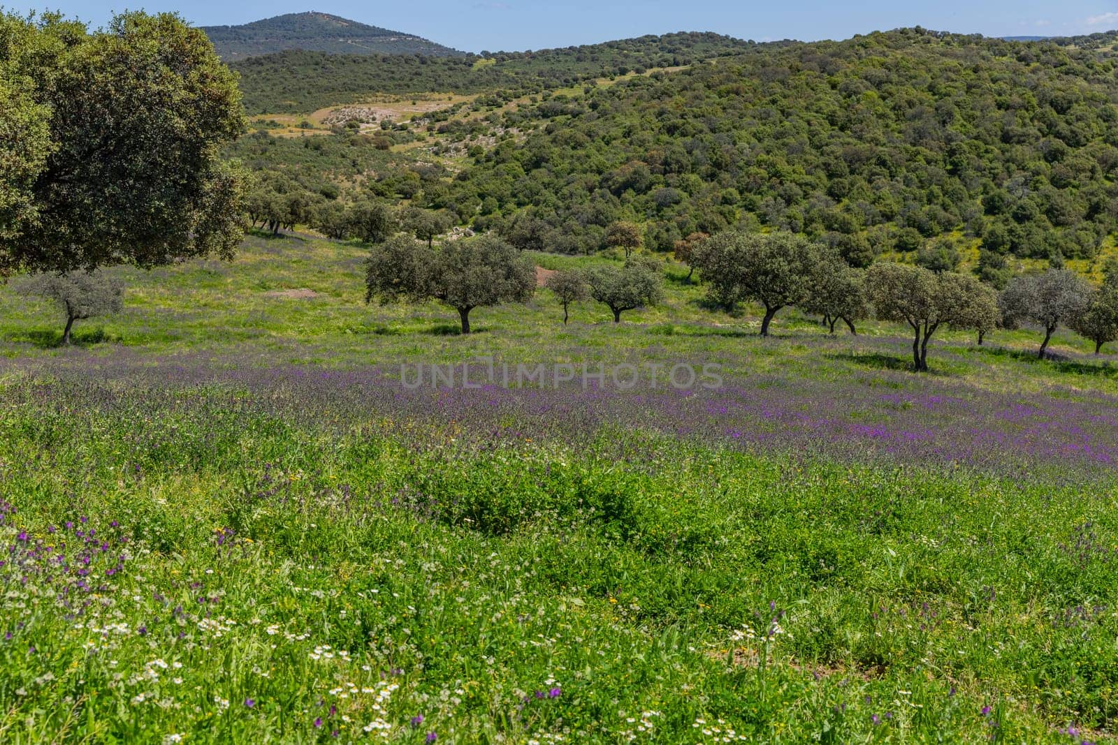 A field with wild plants and trees in a farm outside Granada, Andalucia, Spain