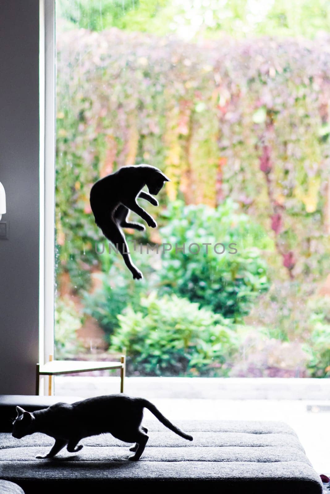 Hunting cat, cat face before a close attack. Portrait of a funny domestic kitten playing indoors. The look of a happy Burmese cat preparing to jump, the eyes of a playful pet wanting to pounce back.