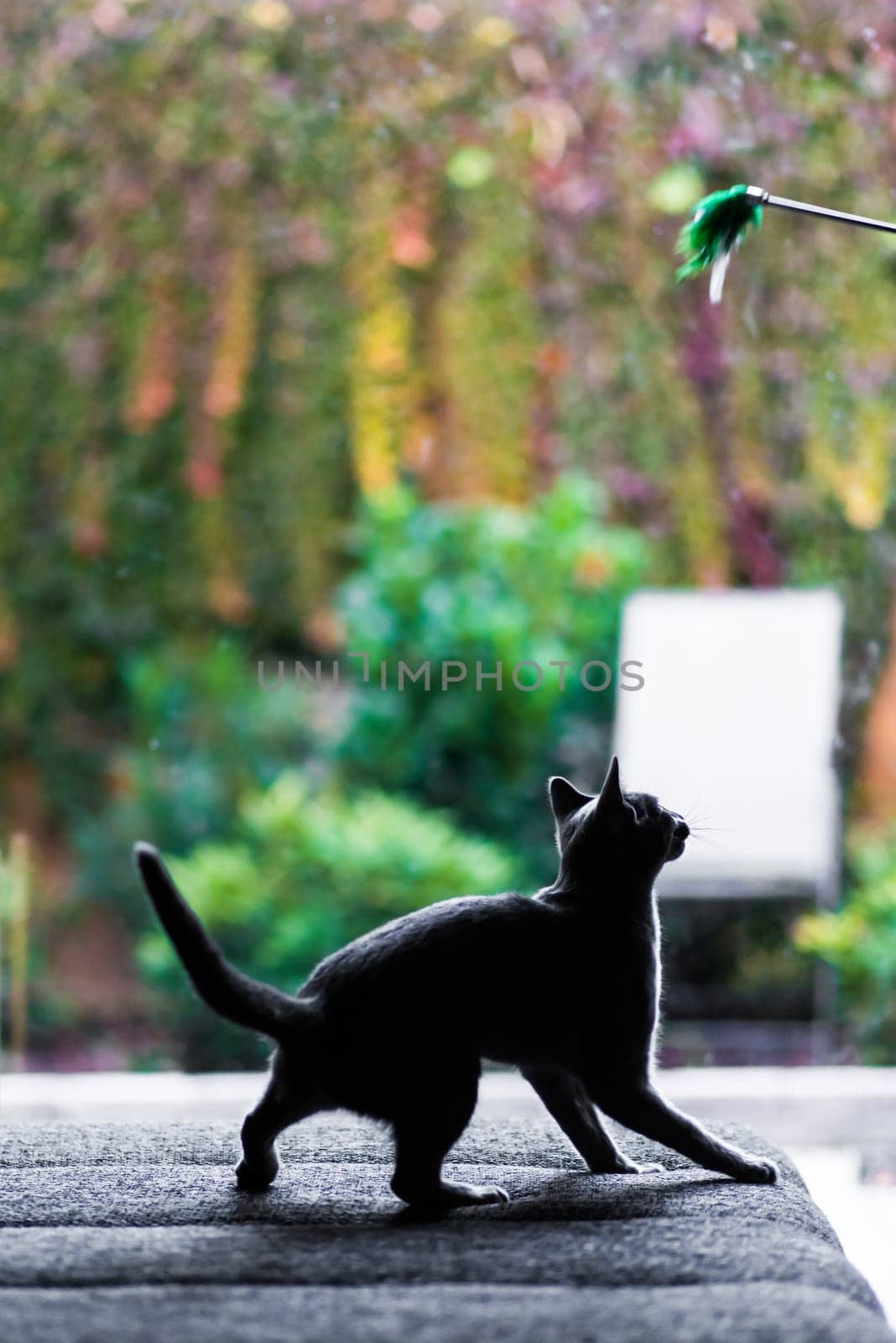 Hunting cat, cat face before a close attack. Portrait of a funny domestic kitten playing indoors. The look of a happy Burmese cat preparing to jump, the eyes of a playful pet wanting to pounce back.