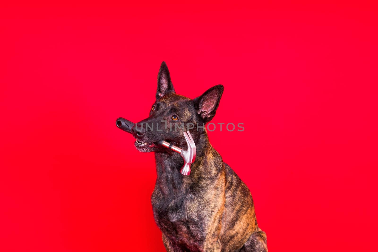 Cute dog with hammer. isolated on a red yellow studio background. dutch shepherd