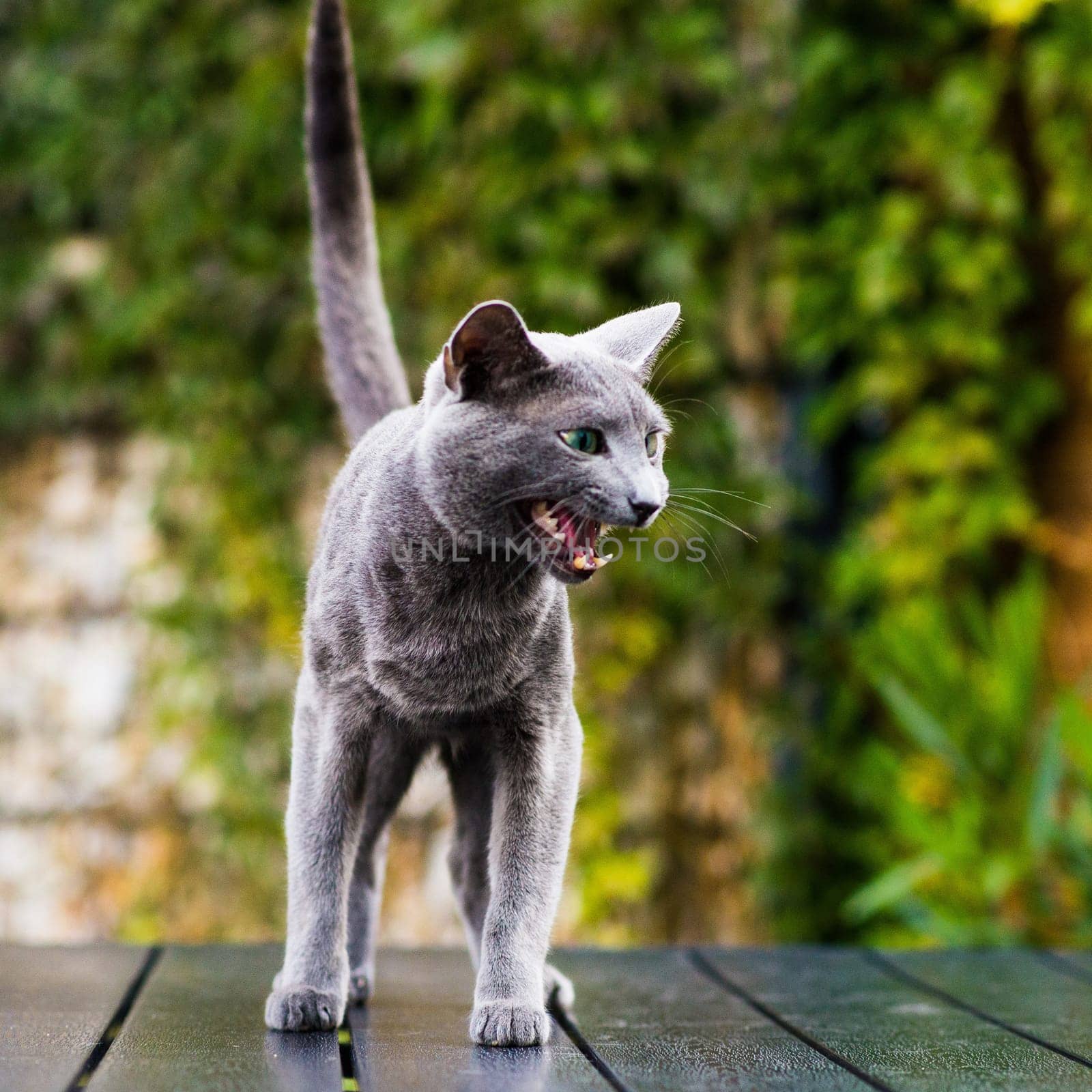 Hunting cat, cat face before a close attack. Portrait of a funny domestic kitten playing indoors. The look of a happy Burmese cat preparing to jump, the eyes of a playful pet wanting to pounce back.