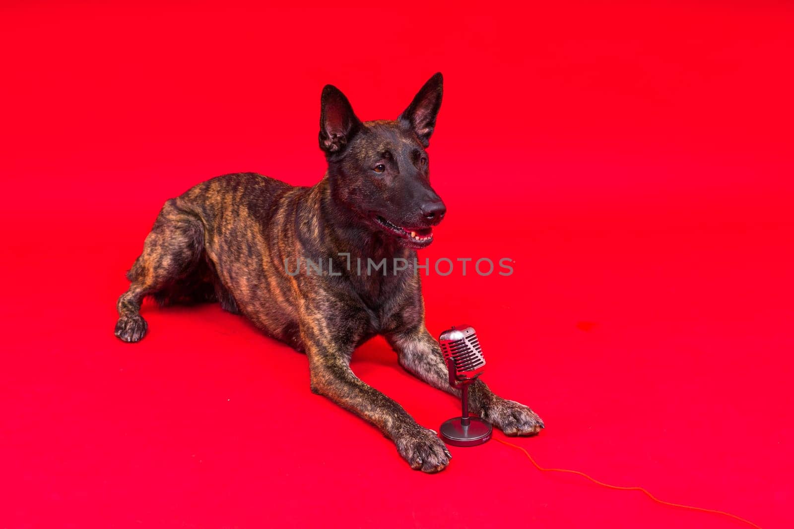 Dutch shepherd dog in front of a microphone, studio shot
