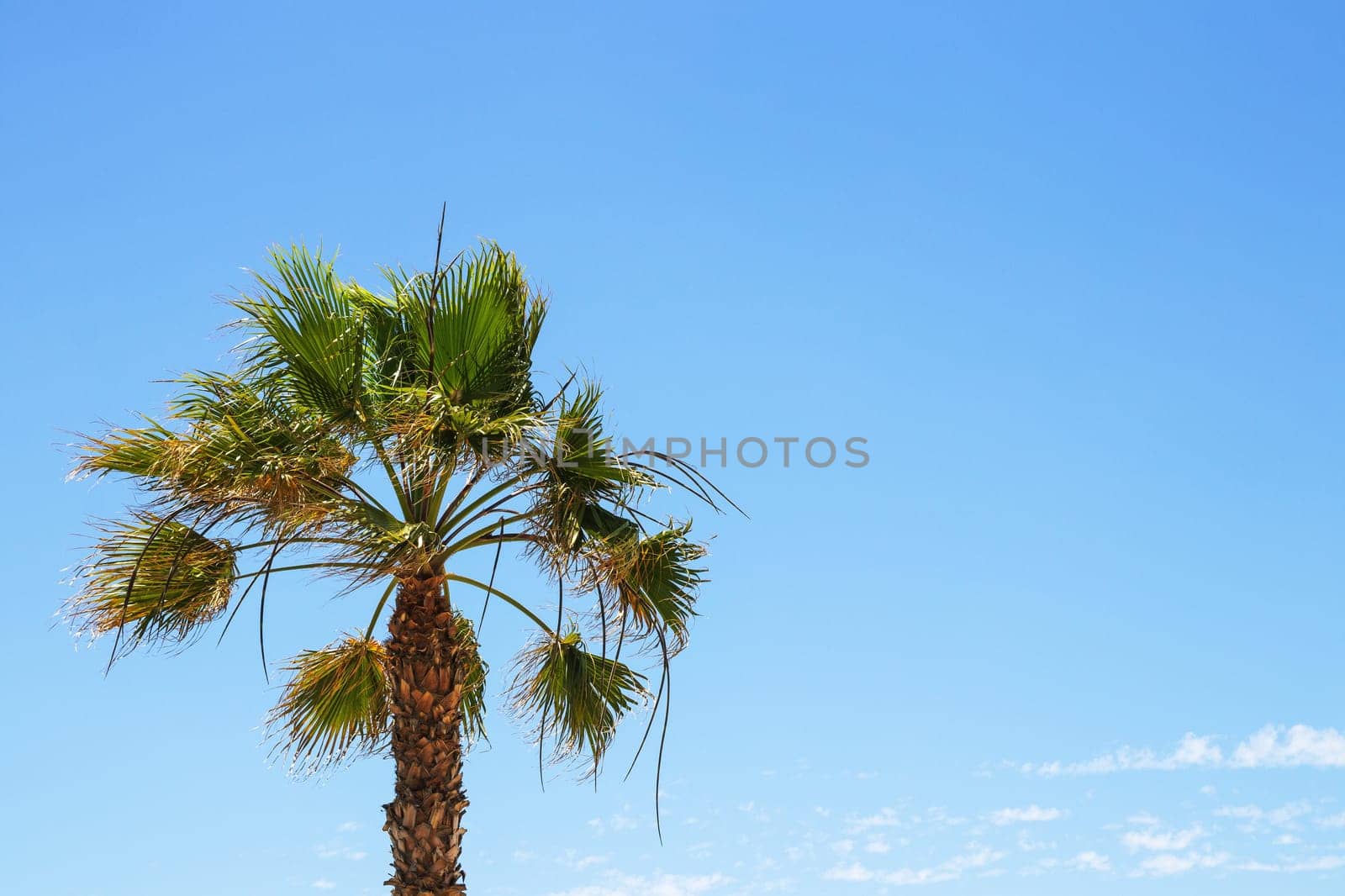 Palm tree background over blue sky. Image with focus on a nice palm tree against blurred blue sky with light fluffy clouds. Space for Travel advertising.