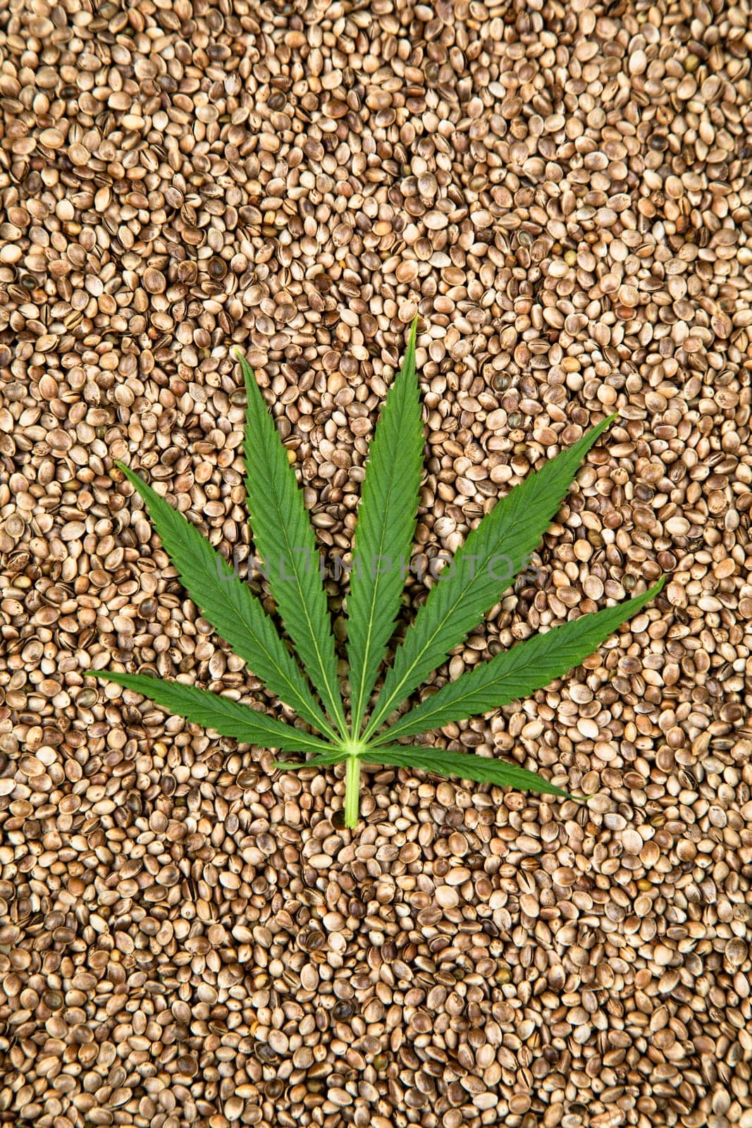 Flat lay composition, cbd, Cannabis leaves with marijuana