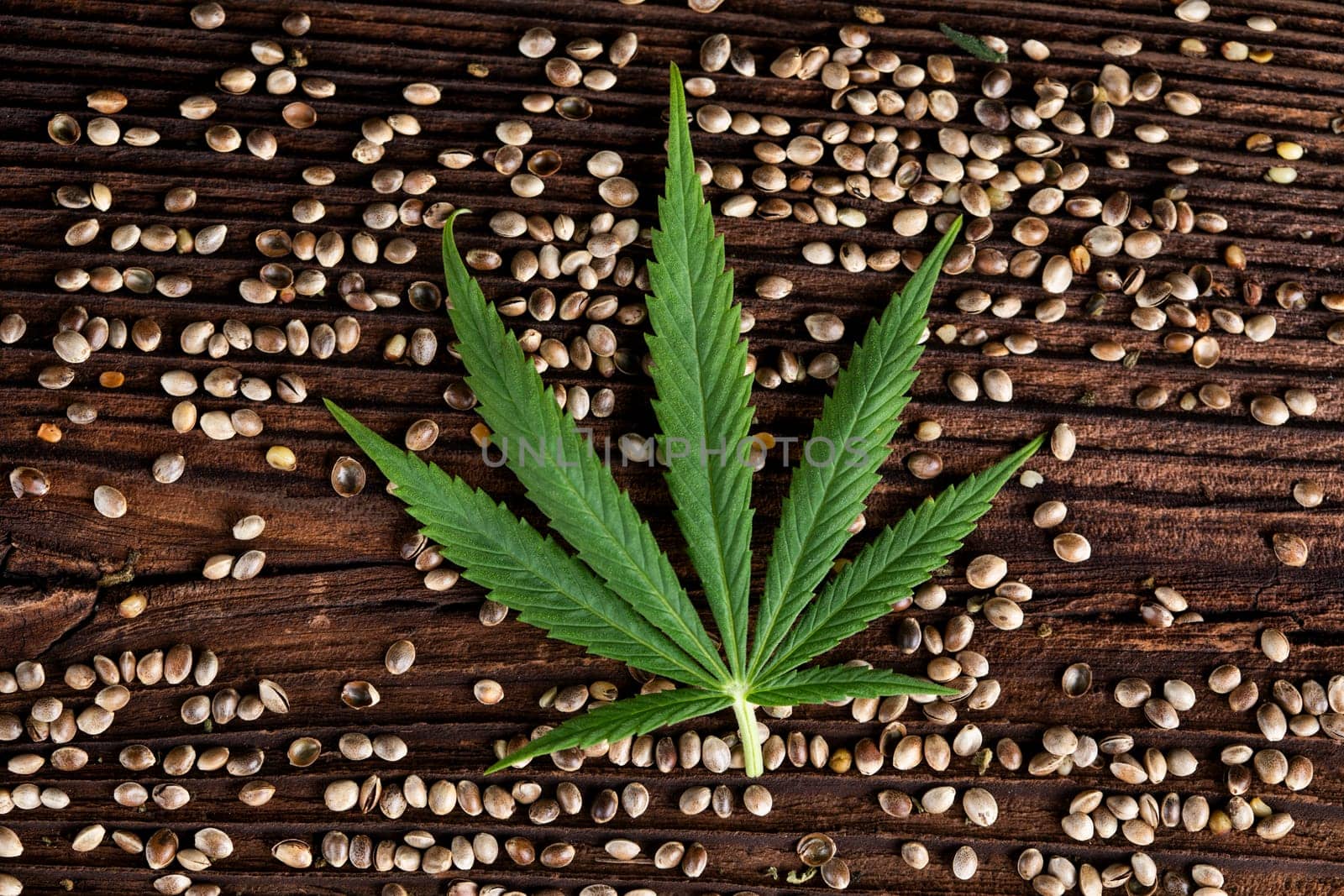 Marijuana cannabis leaf in the light