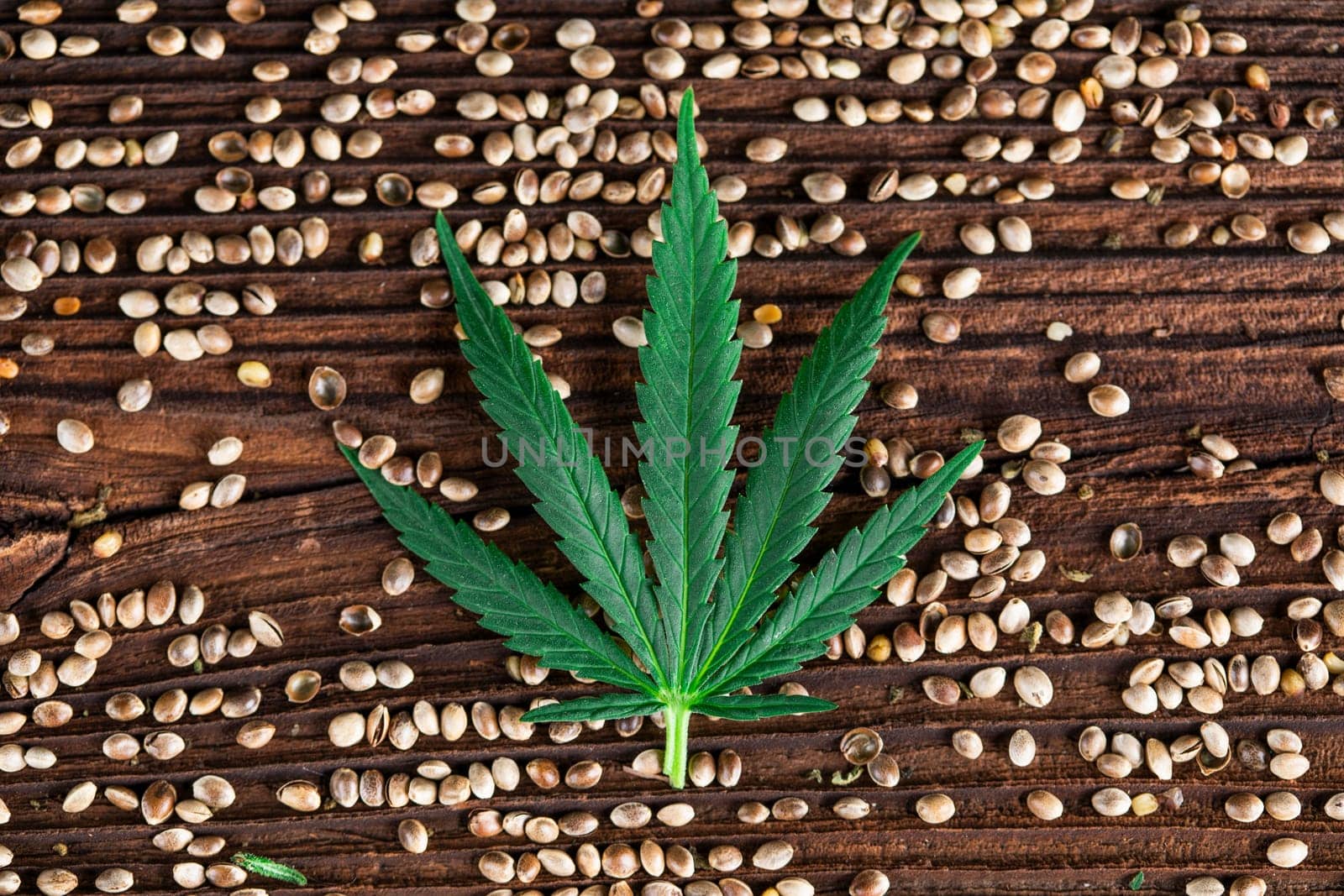 Cannabis leaf, medical marijuana concept