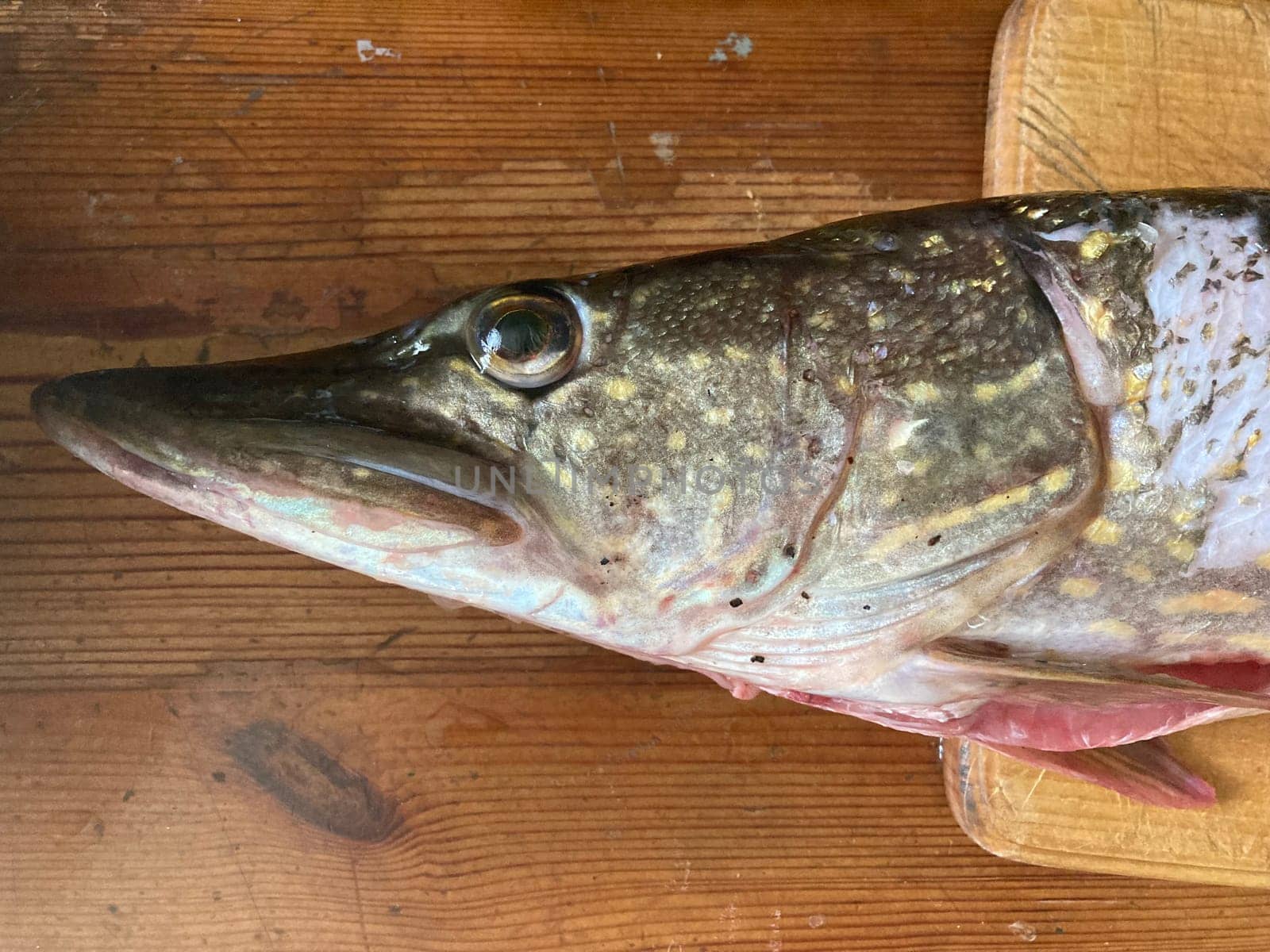 Cutting freshwater predatory fish the pike