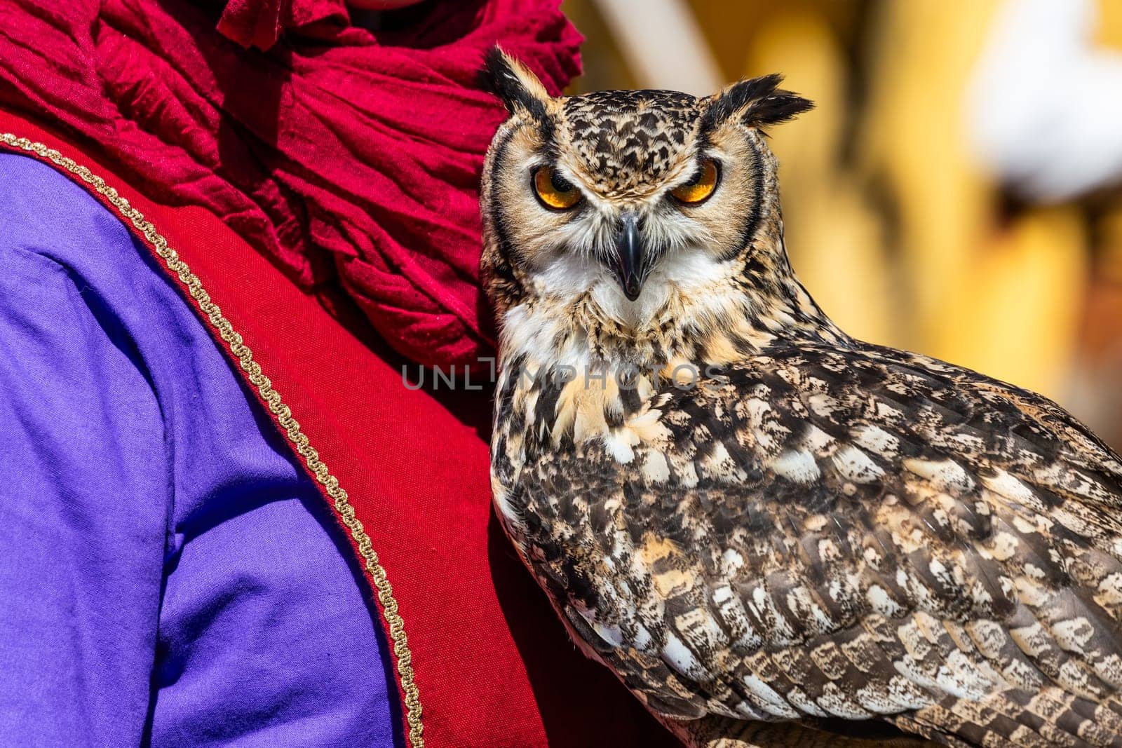 Owl looking to camera. Animal themes, majestic bird, day light