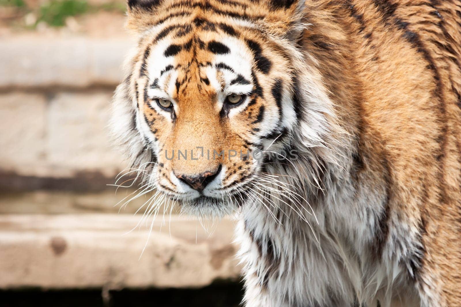Walking tiger in outdoors. Wildlife animal portrait, nobody.
