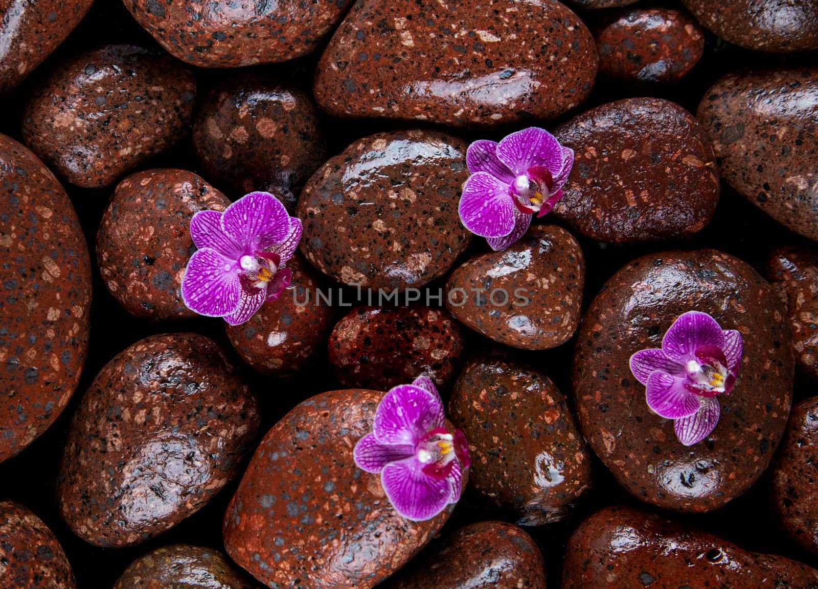 Stones with orchid flower. spa concept