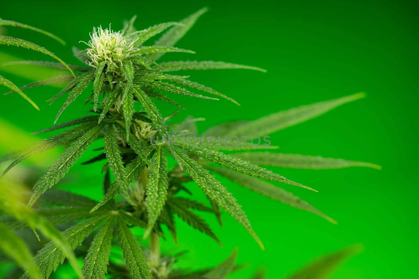 Cannabis leaves, Hemp medical plant, Marijuana