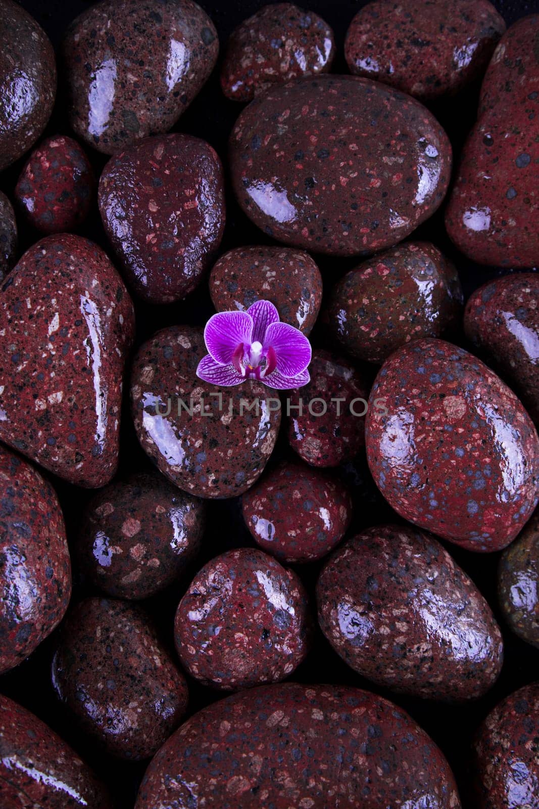 Stones in a purple and pink orchid flower