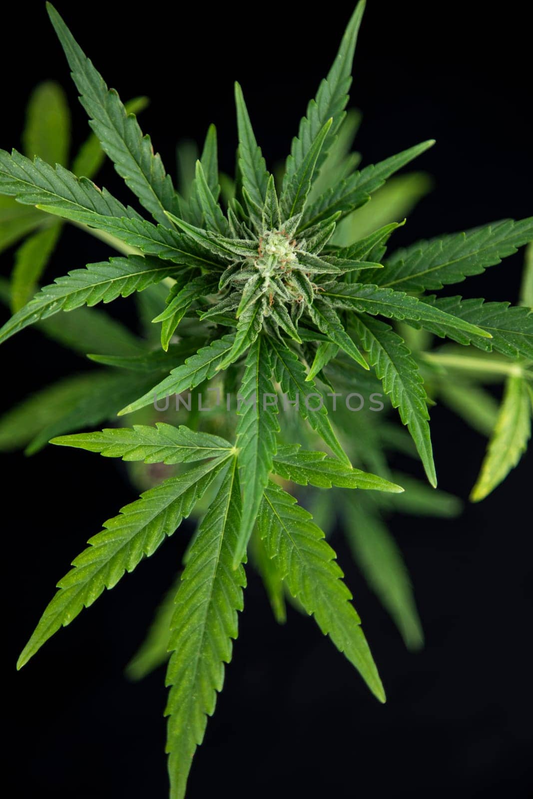 Cannabis leaves, green background, close up, marijuana