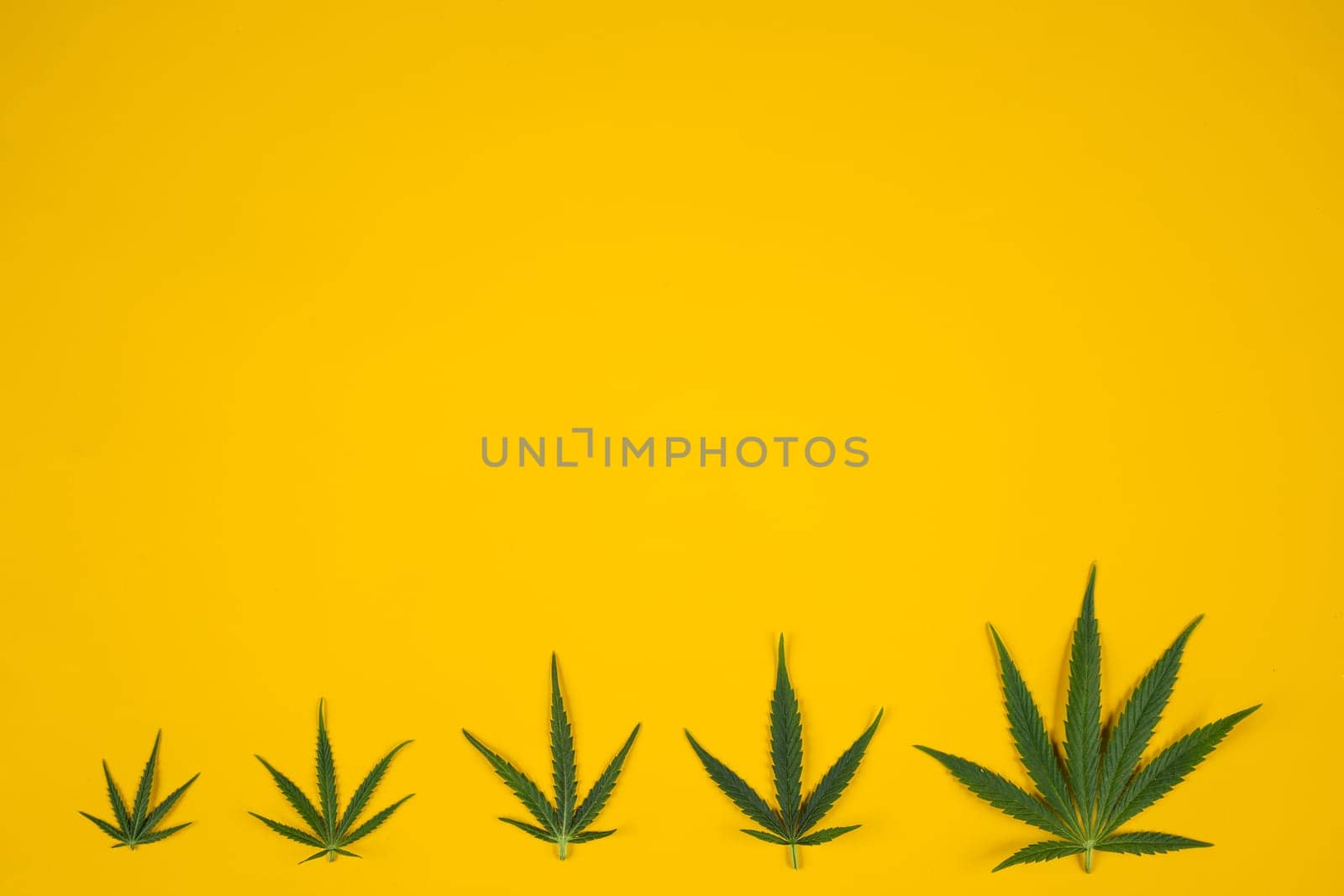 Flat lay composition, cbd, Cannabis leaves with marijuana