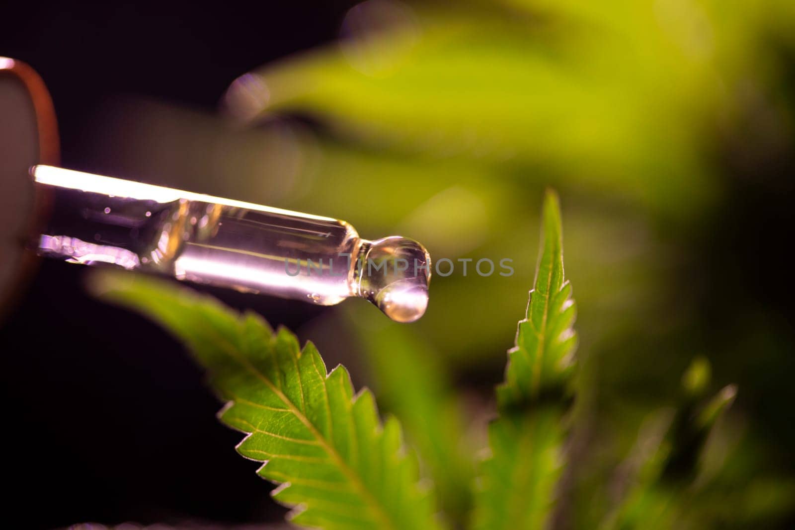 Set of essential oil cbd in a glass bottle, with a pipette, marijuana concept